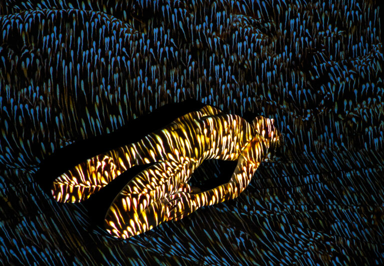 Stephen Evans - sevans_fertile_fields